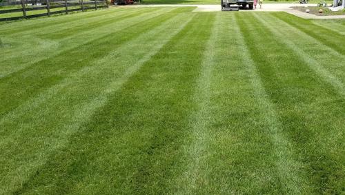 Image for Meadow Lawn & Pest with ID of: 5292536