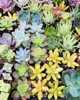 Image for Rooted Treasures Succulents with ID of: 5304484