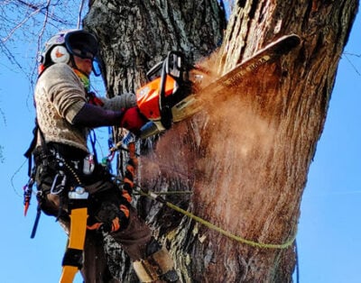 Image for Axtreme Tree Care with ID of: 5304649