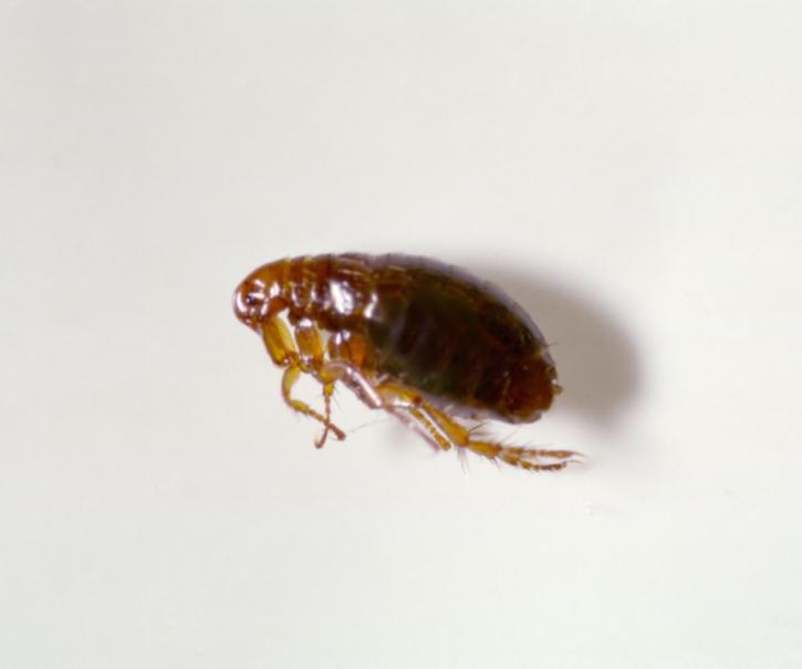 Image for Pointer Pest Control with ID of: 5320458