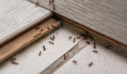Image for Insight Pest Solutions- Reno with ID of: 5322968