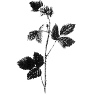 Image for Plis Funeral Home, Inc. with ID of: 1213498