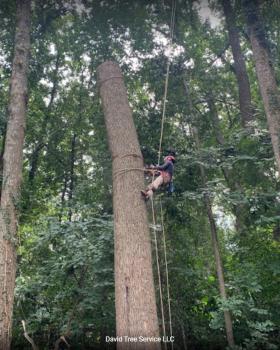 Image for United Tree Care LLC with ID of: 5328919