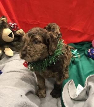 Image for Golden Xpress Labradoodles with ID of: 5330955