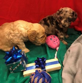 Image for Golden Xpress Labradoodles with ID of: 5330958