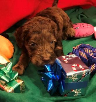 Image for Golden Xpress Labradoodles with ID of: 5330963