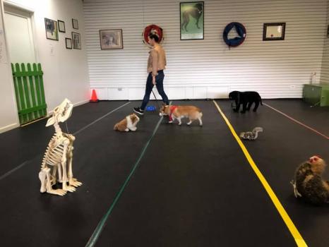 Image for Front Range K9 Academy with ID of: 5334655