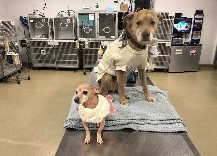 Image for Long Beach Animal Emergency with ID of: 5337417