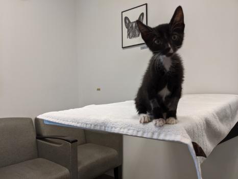 Image for Long Beach Animal Emergency with ID of: 5337420
