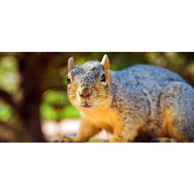 Image for Varmint Gone Cornelius with ID of: 5337490