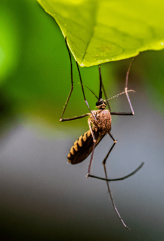Image for Insight Pest Solutions with ID of: 5338888