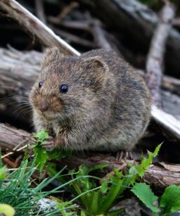 Image for Insight Pest Solutions with ID of: 5338889