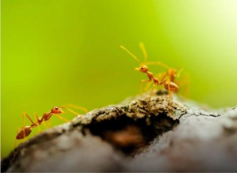 Image for Insight Pest Solutions with ID of: 5338890