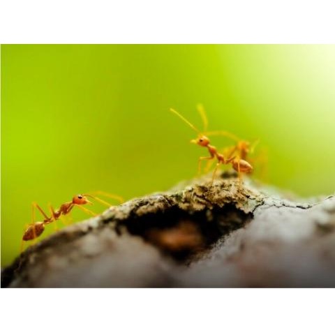 Image for Insight Pest Solutions with ID of: 5341716