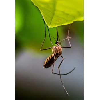 Image for Insight Pest Solutions with ID of: 5341722