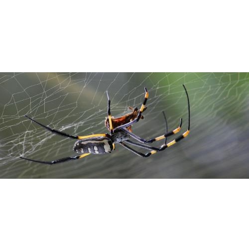 Image for Insight Pest Solutions with ID of: 5341724