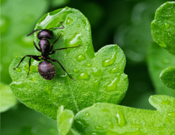 Image for Insight Pest Solutions with ID of: 5342523