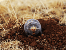 Image for Insight Pest Solutions with ID of: 5342524