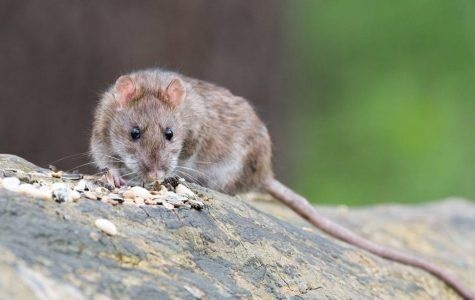 Image for Mission Pest Control with ID of: 5342559