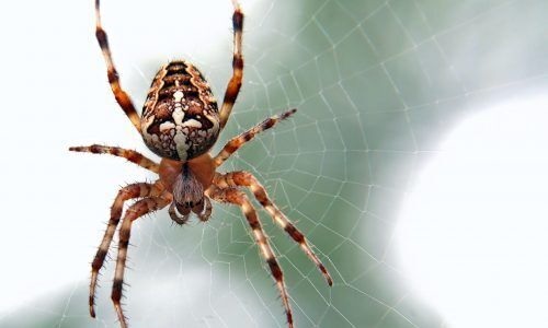 Image for Mission Pest Control with ID of: 5342560