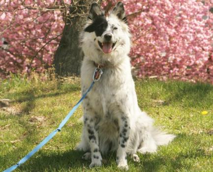 Image for The Cooperative Dog with ID of: 5357216