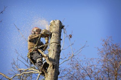 Image for Manassas Tree Service with ID of: 631439