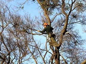 Image for Manassas Tree Service with ID of: 631440