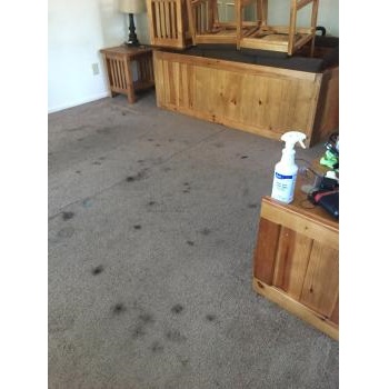 Image for Premium Cleaning, Inc. with ID of: 5401735