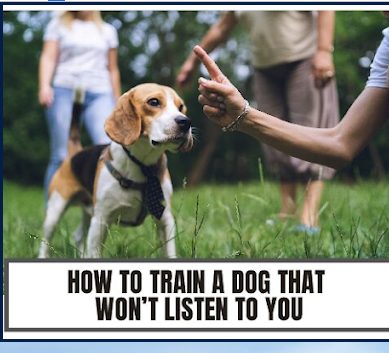 Image for Wagabonding - Dog Training and Beyond with ID of: 6320168