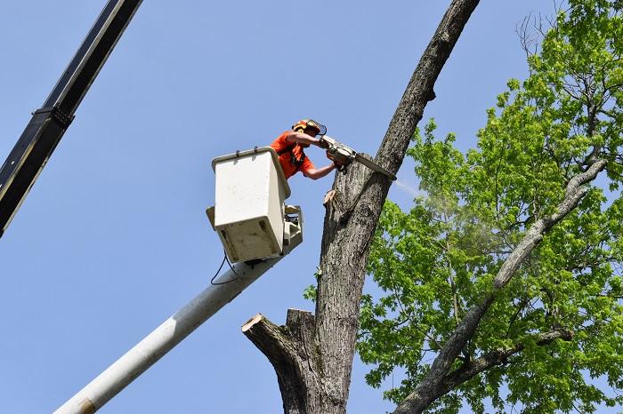 Image for Morris Family Tree Service with ID of: 5420761
