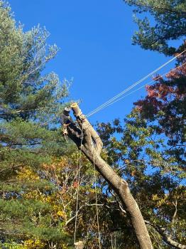 Image for Juarez Landscaping and Tree Services with ID of: 5428346
