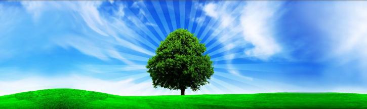 Image for Austin Tree Services - tree trimming, removal, stump grinding, sales, planting & cabling with ID of: 634903
