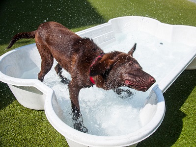 Image for Tucker Pup's Pet Resort with ID of: 1824920