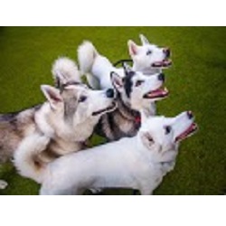 Image for Tucker Pup's Pet Resort with ID of: 1824926