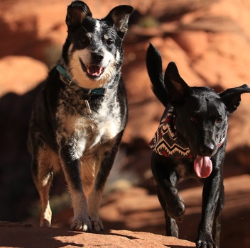 Image for The Dog Academy with ID of: 5439585