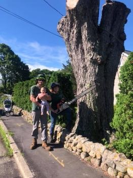 Image for Cape & Island Tree Service with ID of: 5454328