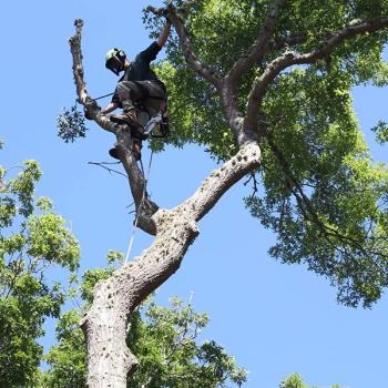 Image for Cape & Island Tree Service with ID of: 5454329