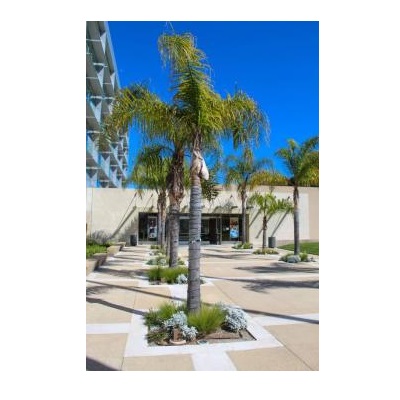 Image for Southern California Tree & Landscape with ID of: 5457041