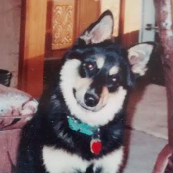 Image for Natural Dog Behavior with ID of: 6362628