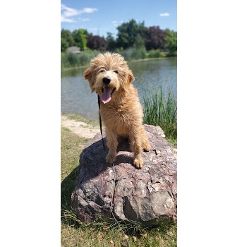 Image for All Dogs Unleashed with ID of: 5458350