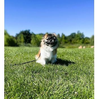Image for All Dogs Unleashed with ID of: 5458354