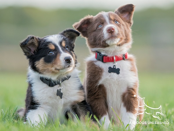 Image for All Dogs Unleashed with ID of: 4859509