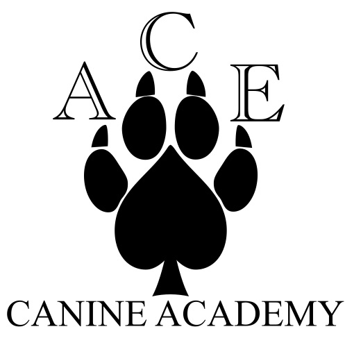 Image for Ace Canine Academy with ID of: 6368807