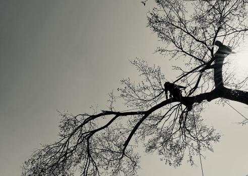 Image for 3rd Day Tree Service, LLC with ID of: 5463564