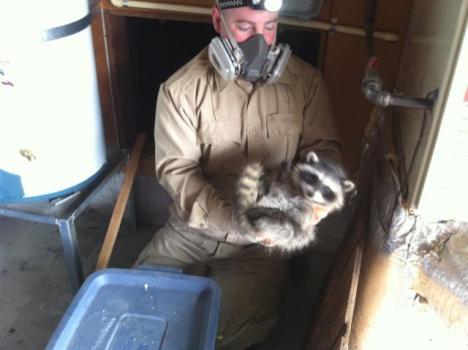 Image for Jack Russell Wildlife Control with ID of: 5468135