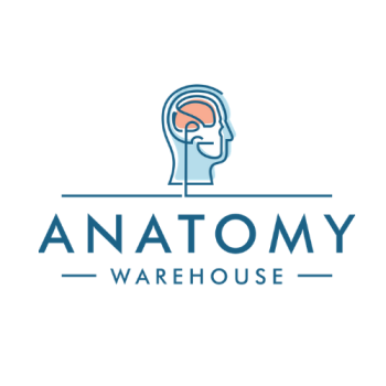 Image for Anatomy Warehouse with ID of: 6379885