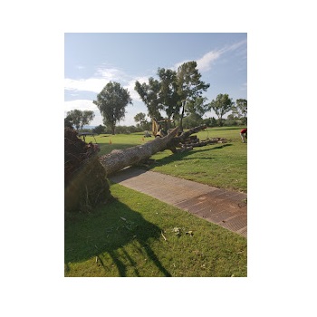 Image for Tree Monkey Tree Trimming with ID of: 5475362