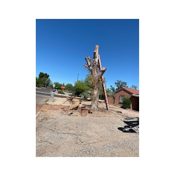 Image for Tree Monkey Tree Trimming with ID of: 5475363