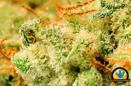Image for Helping Hands Herbals with ID of: 638753