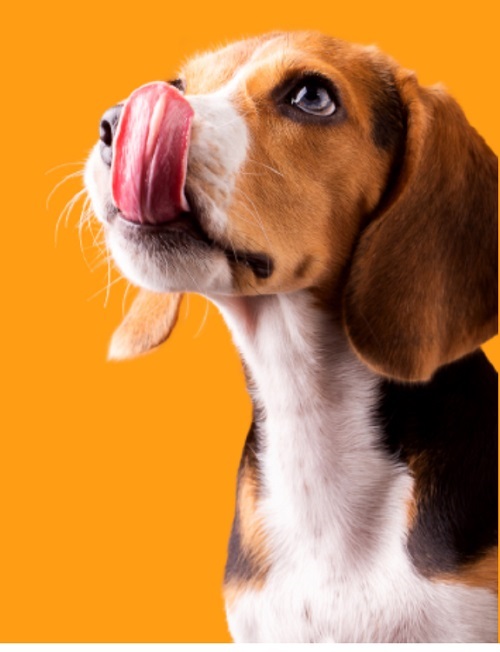 Image for Indigenous Pet Products with ID of: 5485520